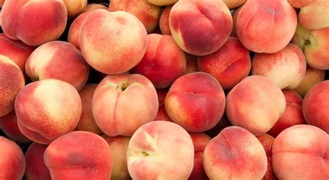 peach porn|Tasty Teen Georgia Peach You Cant Eat off: Moaning Porn